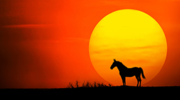 이 밤과 서쪽으로